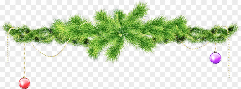 White Pine Plant Tree American Larch Leaf PNG