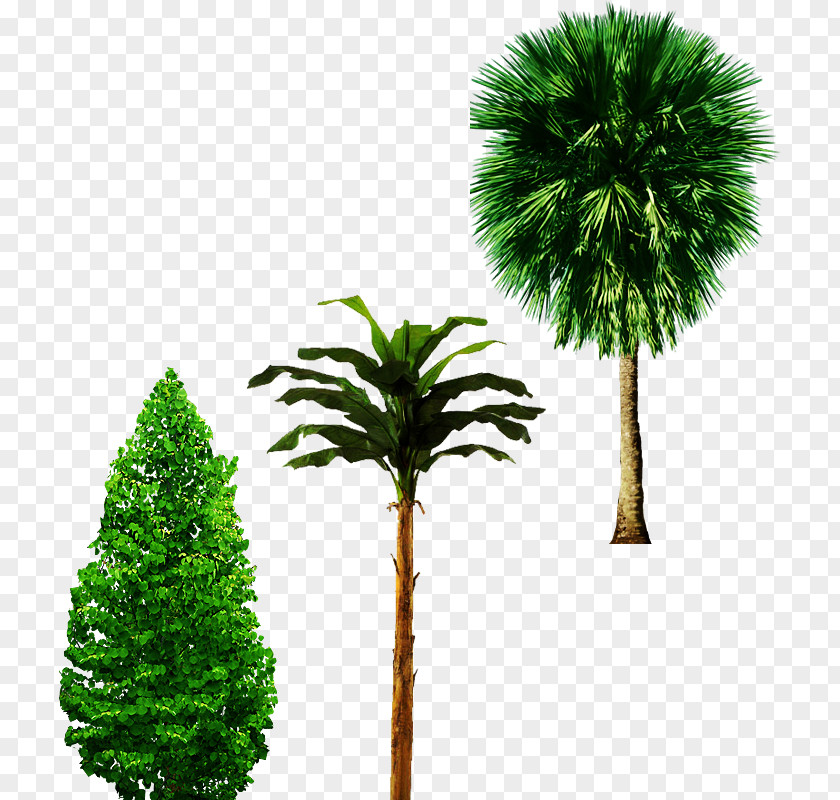 ,castle,Cutout,Trees,Trees,,castle,Cutout Banana Tree Arecaceae Trunk PNG