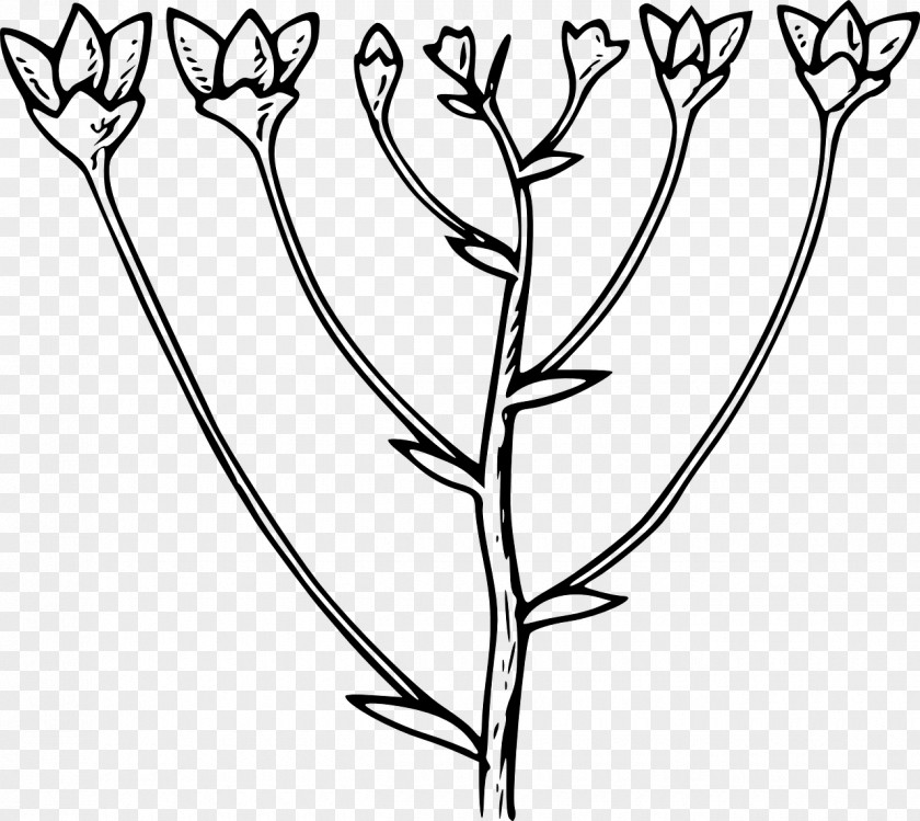 Daffodil Flower Corymb Clip Art PNG