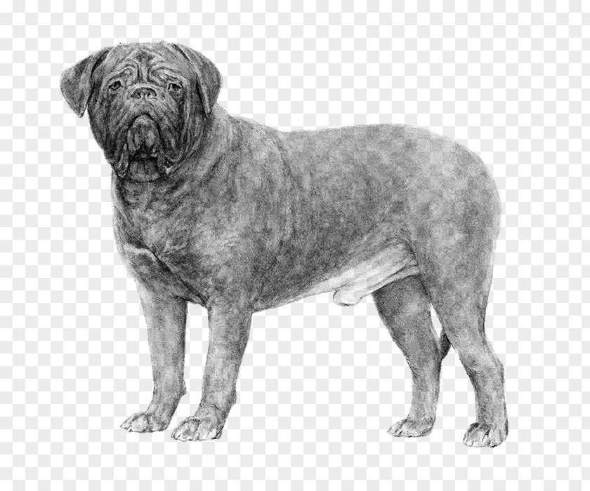 Dogue De Bordeaux Dogo Argentino Ca Bou American Kennel Club Dog Breed PNG