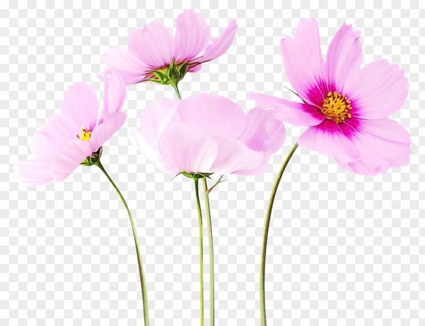 Garden Cosmos Flower Clip Art Rose PNG