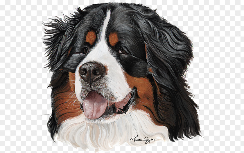 Good-looking Cavalier King Charles Spaniel Bernese Mountain Dog Greater Swiss Entlebucher Breed PNG