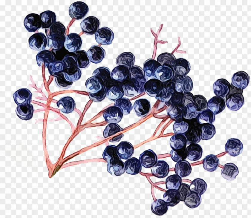 Juniper Berry Superfruit Family Tree Background PNG