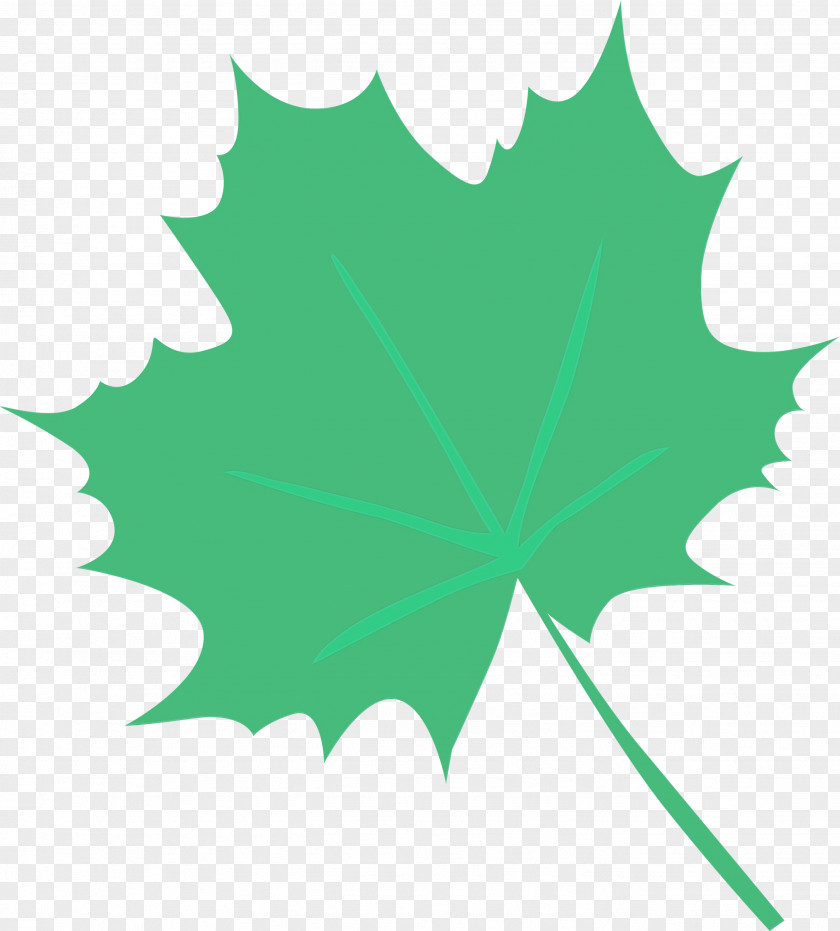 Maple Leaf PNG