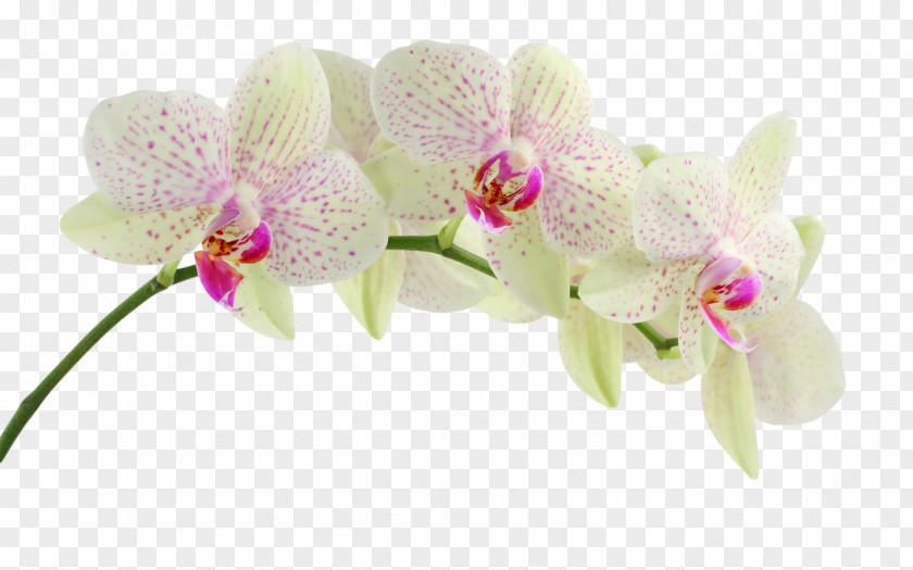 Orchids Desktop Wallpaper Display Resolution Mobile Phones Clip Art PNG