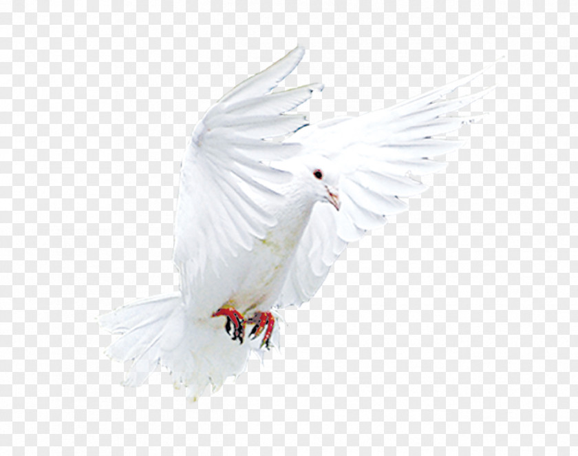 Flying Pigeons Wing Beak Feather PNG