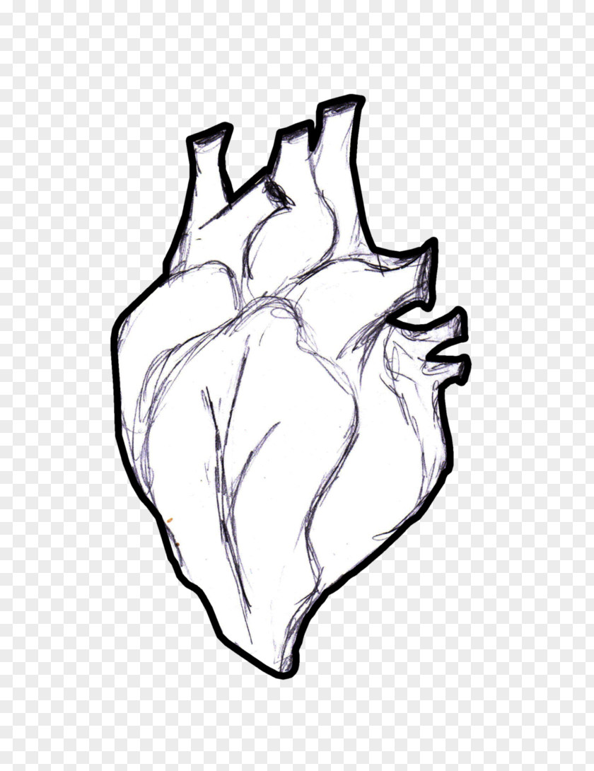 Human Heart Anatomy Coloring Book Body Clip Art PNG