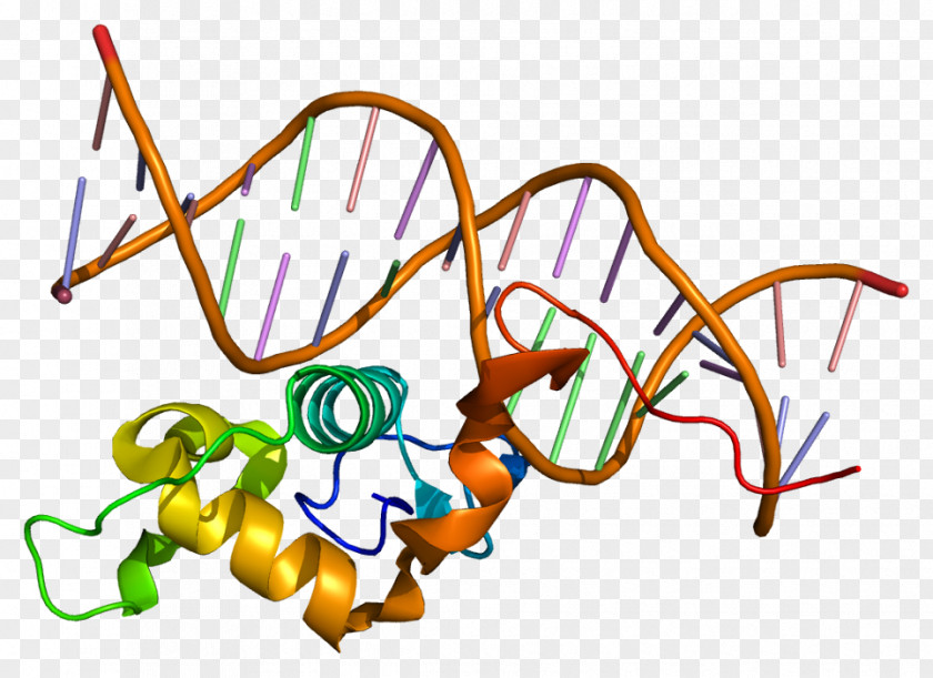 Nuclear Receptor Related-1 Protein Gene Wikipedia PNG