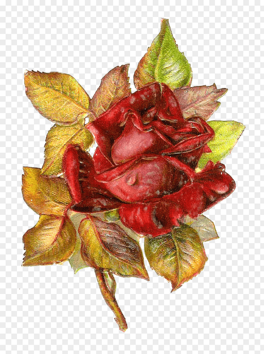 Victorian Floral Rose Paper Sticker Clip Art PNG