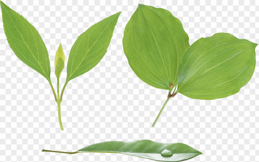 Green Leaf Stem-and-leaf Display Plant Stem Xylem PNG