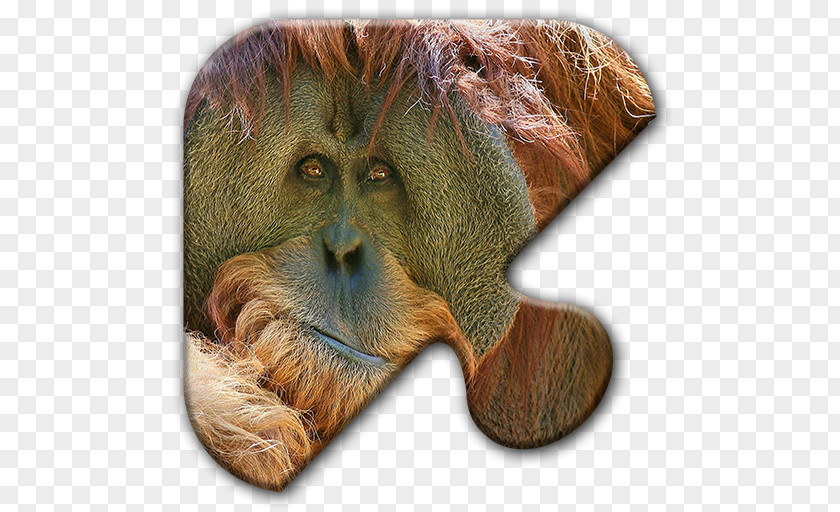Orangutan Desktop Wallpaper Bible Image First Epistle To The Corinthians PNG