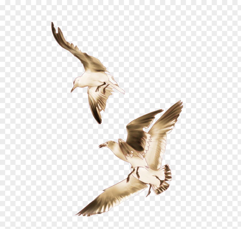 Bird European Herring Gull Seabird Gulls PNG