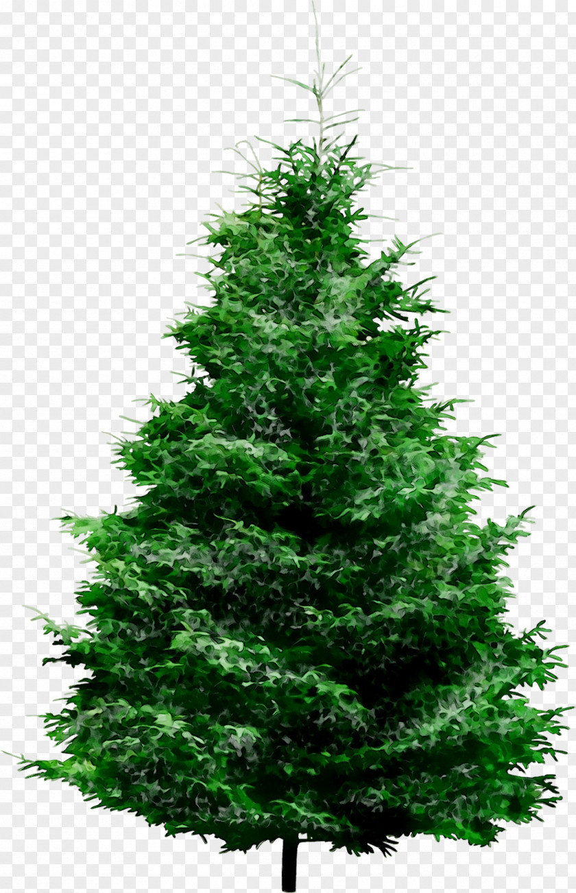 Clip Art Pine Fir Tree PNG