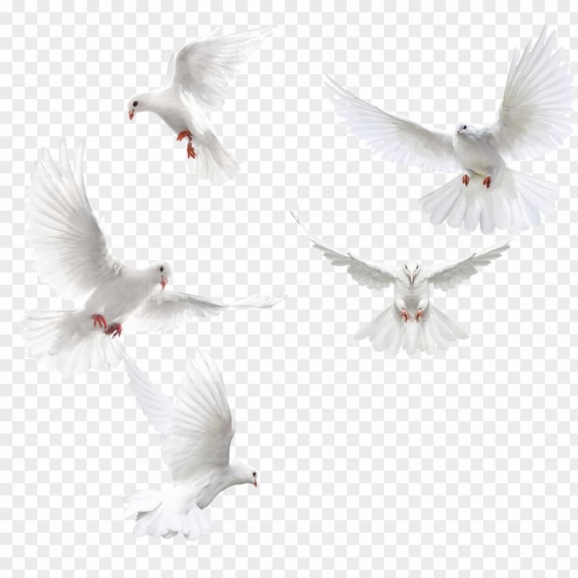 Creative Dove Wings,White Columbidae Bird Squab PNG