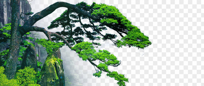 Lush Mountain Pines Fukei Chinoiserie Wallpaper PNG