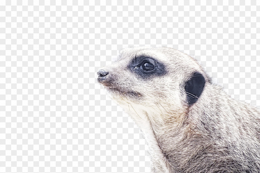 Meerkat Mongoose Snout Whiskers PNG