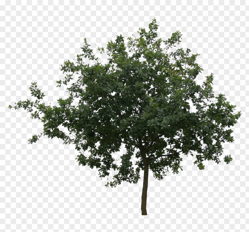 Tree Branch Oak Leaf Shrub PNG