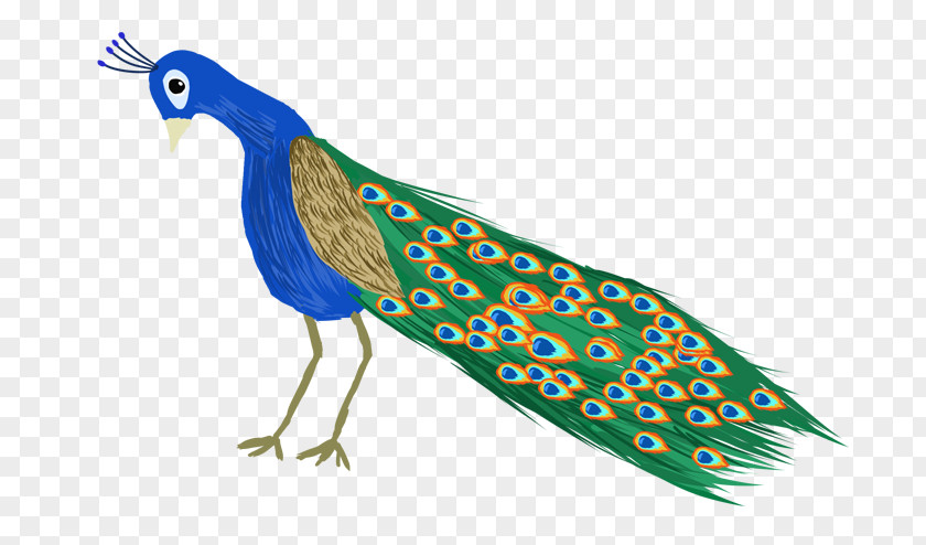 Feather Peafowl Illustration Phasianidae Bird PNG