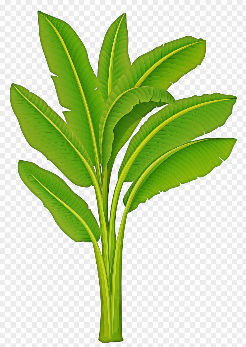 Ginger Family Herbaceous Plant Banana Leaf PNG