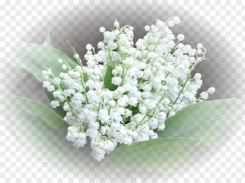 Lily Of The Valley 1 May Labour Day Perfume International Workers' PNG