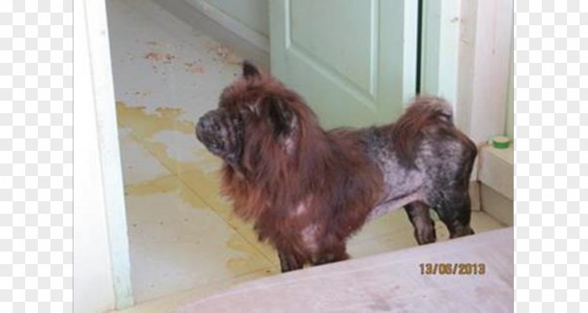 Shih Tzu Singapore Rare Breed (dog) Cruelty To Animals Dog PNG