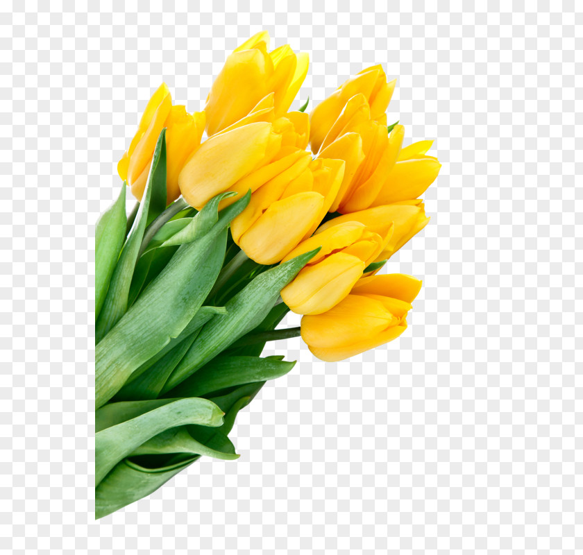 Tulip Flower Bouquet Yellow Desktop Wallpaper PNG