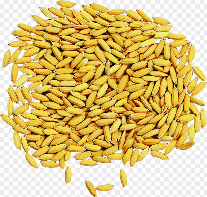 Water Rice Seeds PNG rice seeds clipart PNG