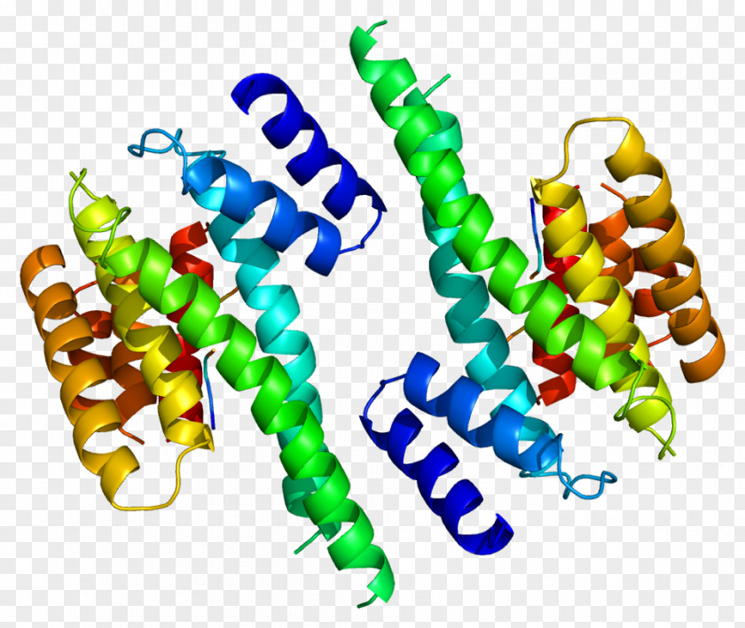 YWHAZ 14-3-3 Protein Gene HMGN1 Ubiquitin PNG