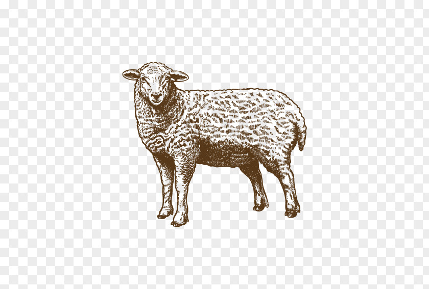 Artwork Sheep Drawing Grazing Illustration PNG