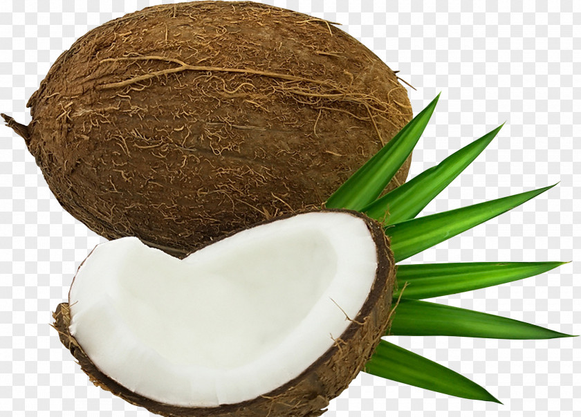 Coconut Tree Water PNG