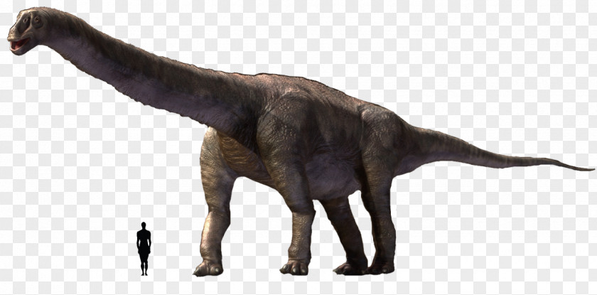 Dinosaur Argentinosaurus Tyrannosaurus Brachiosaurus Camarasaurus PNG