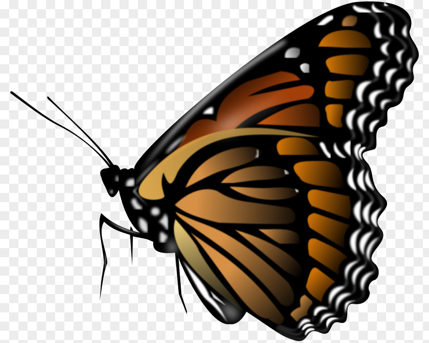 Pictures Of Butterfly Public Domain Clip Art PNG