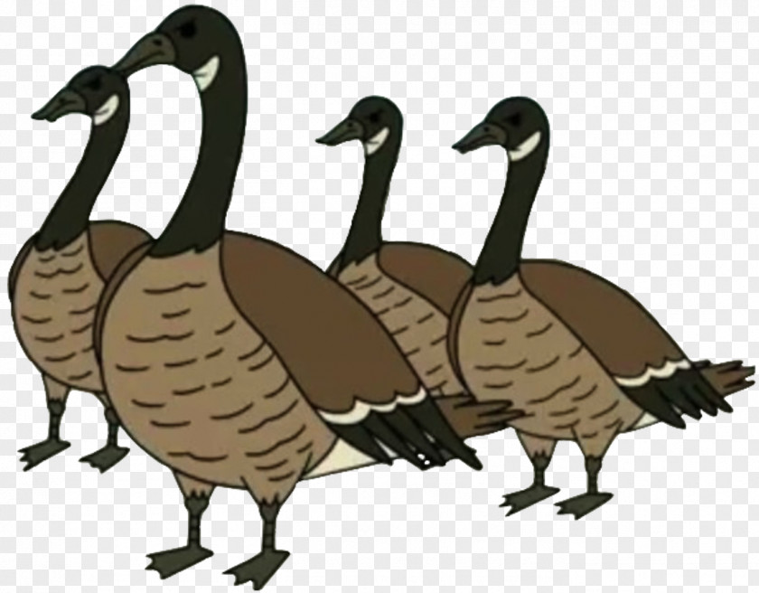 Wildlife Livestock Duck Cartoon PNG