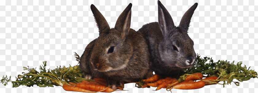 Easter Rabbit Domestic Hare Myxomatosis PNG