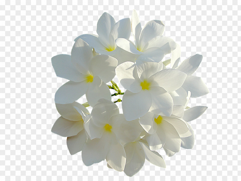 Vanilla Flower Skin Clip Art PNG