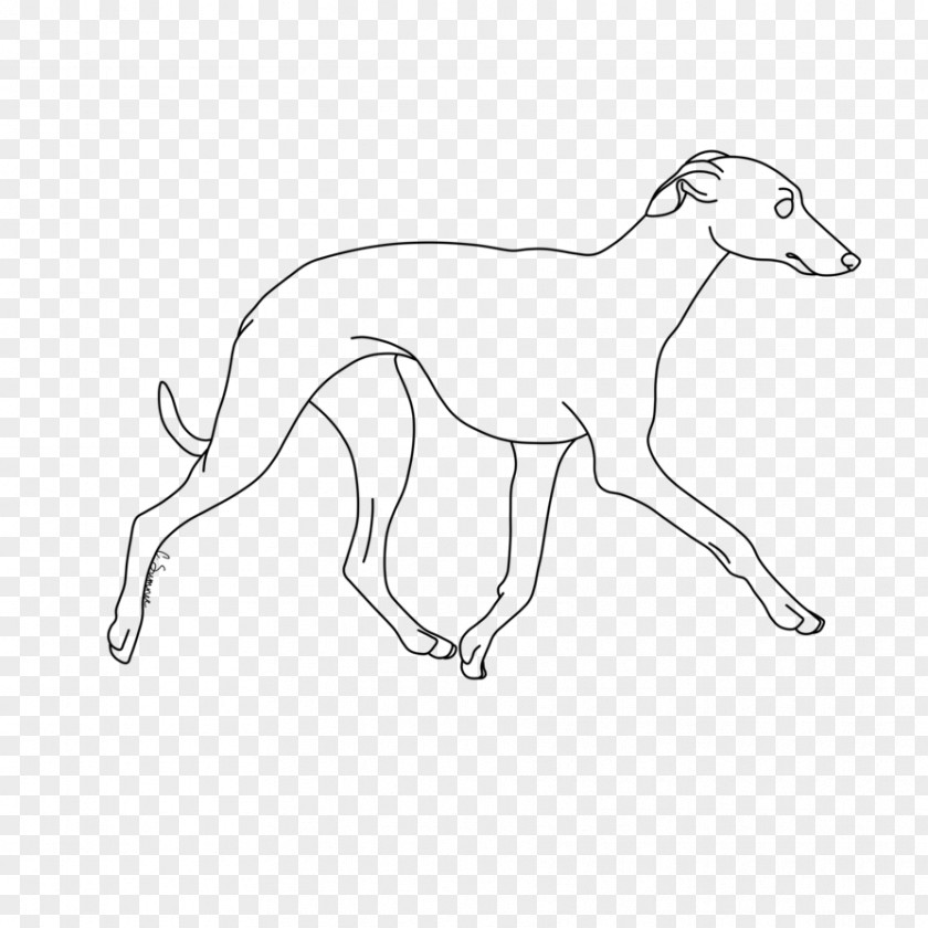 Border Collie Husky Mix Whippet Italian Greyhound Line Art Dog Breed PNG