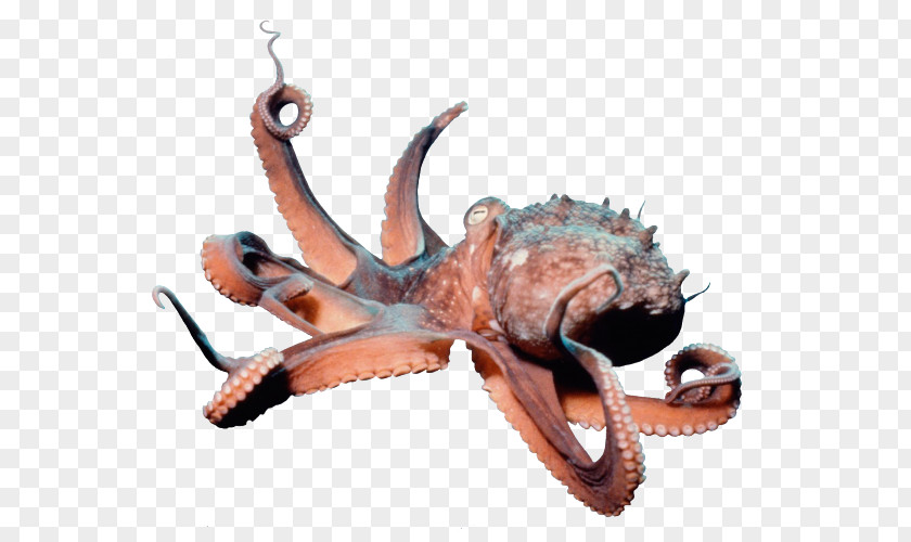 Enteroctopus Dofleini Squid Clam Crab PNG