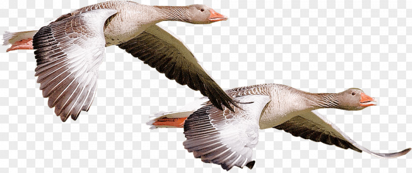 Goose Canada Duck Water Bird PNG