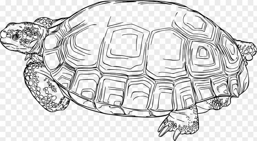 Turtle Tortoise Sea Reptile Box Turtles PNG