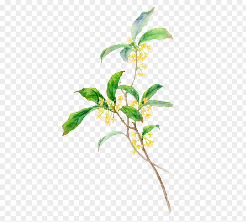 Watercolor Flowers Sweet Osmanthus PNG
