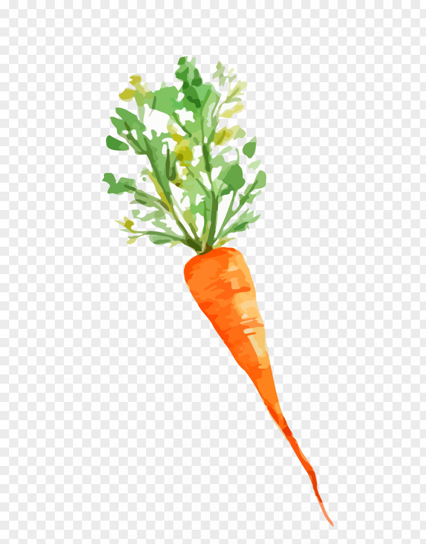 Baby Carrot Vegetable Image PNG
