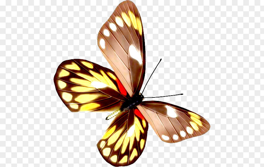 Butterfly Moth Euploea Core PNG