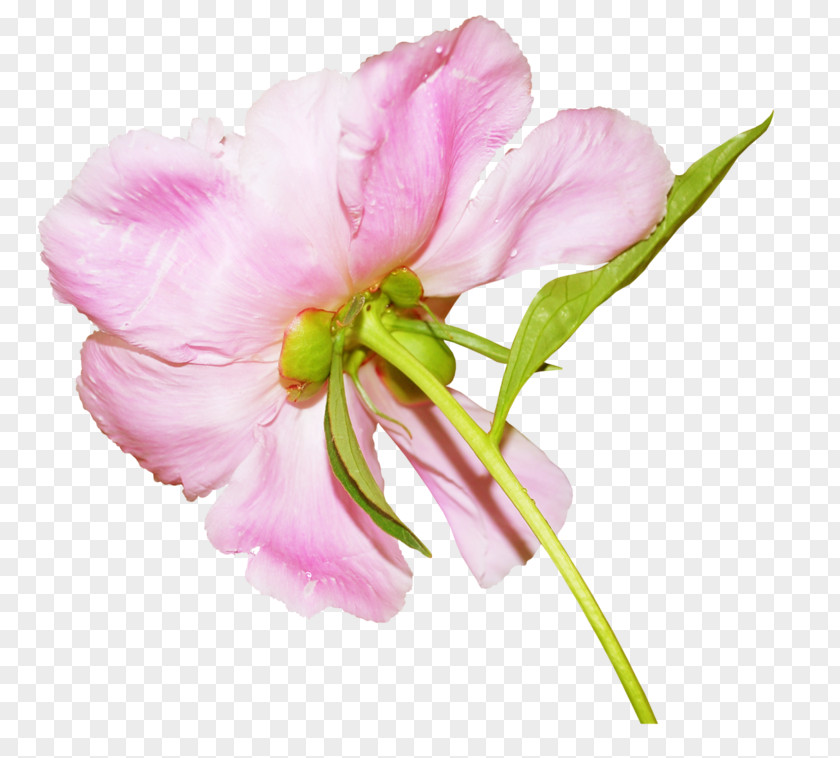 Flower Petal Beach Rose China PNG