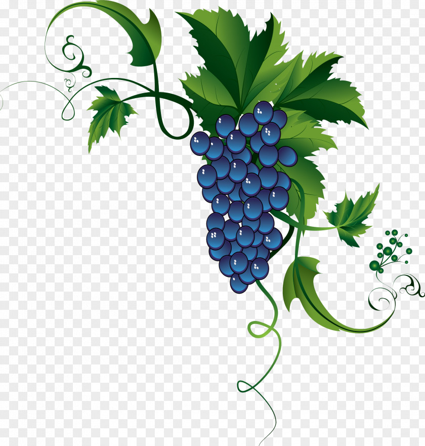 Grape Common Vine Clip Art Cognac カーネフェリーチェ PNG