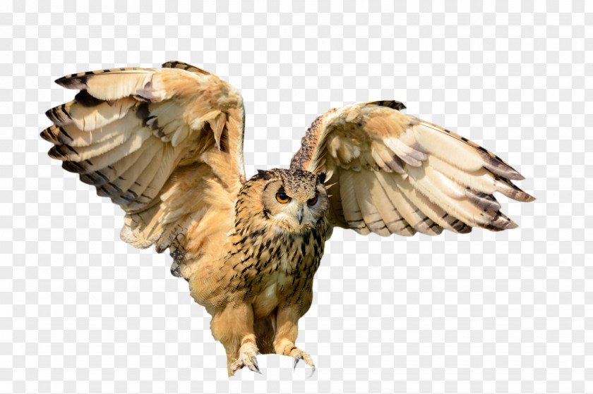 Owls Bird Of Prey Flight Owl PNG