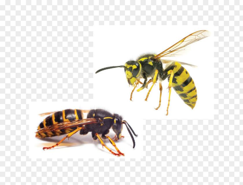 Wasp Characteristics Of Common Wasps And Bees Hornet Insect Yellowjacket PNG