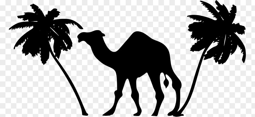 Camel Clipart Dromedary Sahara PNG