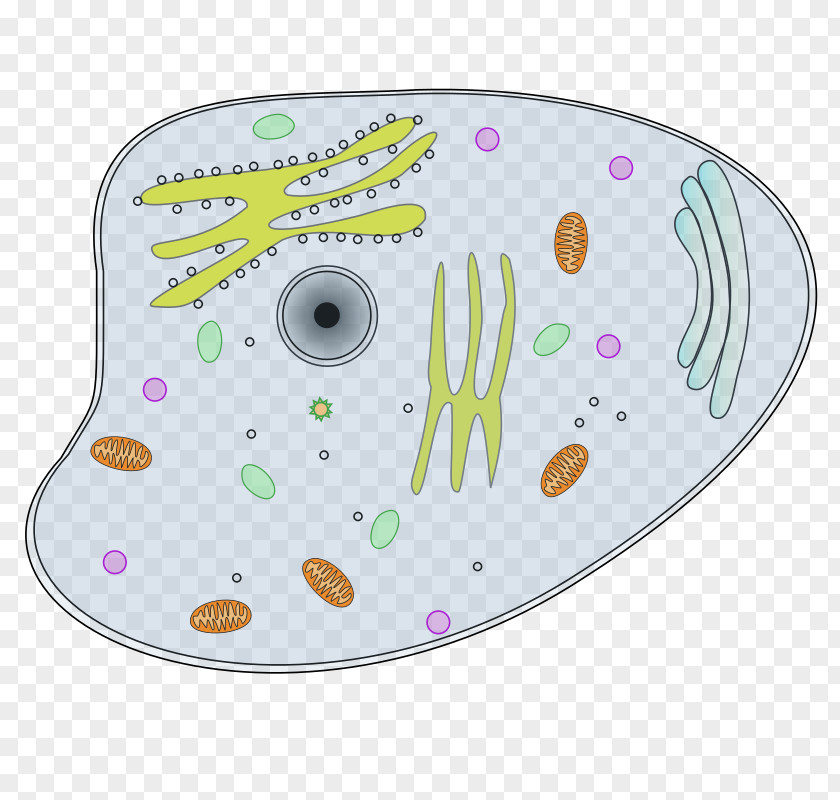 Eukaryotic Cell Plant Cèl·lula Animal Clip Art PNG
