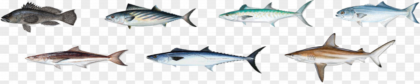 Eye Marine Biology Fauna PNG