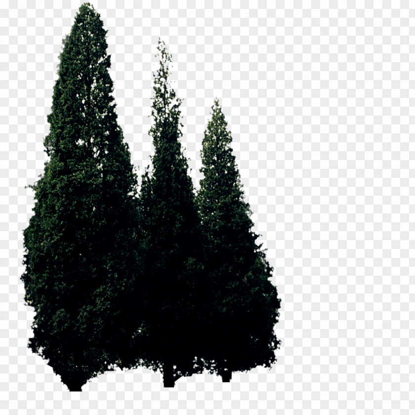 Tree Conifers Plant Pinaceae PNG